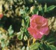 Wild Rose Extract